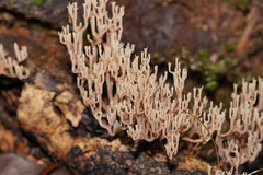 Artomyces austropiperatus