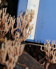 Artomyces austropiperatus