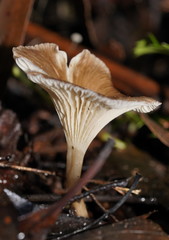 Trogia straminea