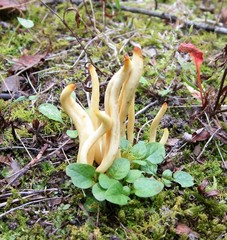 Clavaria amoenoides