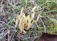 Clavaria amoenoides