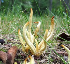 Clavaria amoenoides
