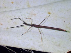 Marmessoidea vinosa