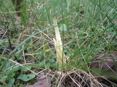 Clavaria amoenoides
