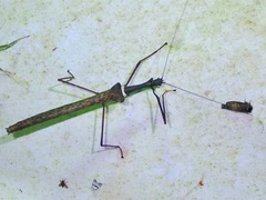 Marmessoidea vinosa