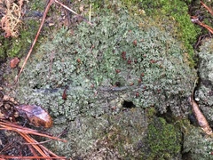 Micarea prasina