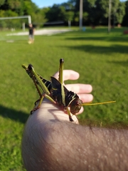 Tropidacris collaris