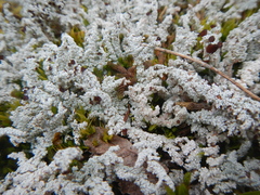 Stereocaulon intermedium