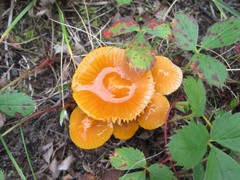 Gliophorus perplexus