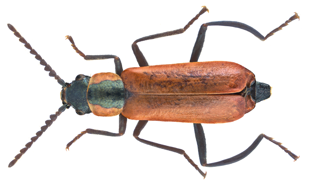 Red Malachite Beetle