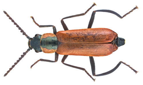 Red Malachite Beetle, photo 4 of 10