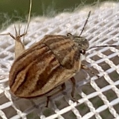 Homaemus parvulus