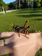 Tropidacris collaris