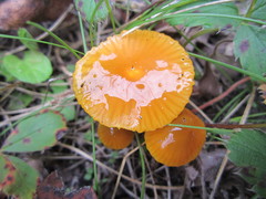 Gliophorus perplexus