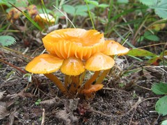 Gliophorus perplexus