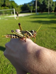 Tropidacris collaris