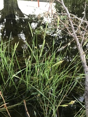 Alopecurus carolinianus