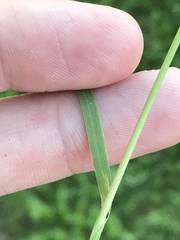 Alopecurus carolinianus