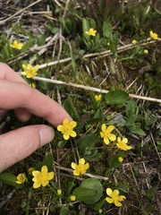 Ranunculus populago