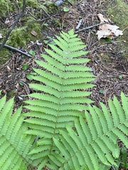 Osmundastrum cinnamomeum