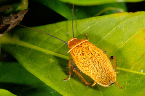 Bush cockroach photo 3