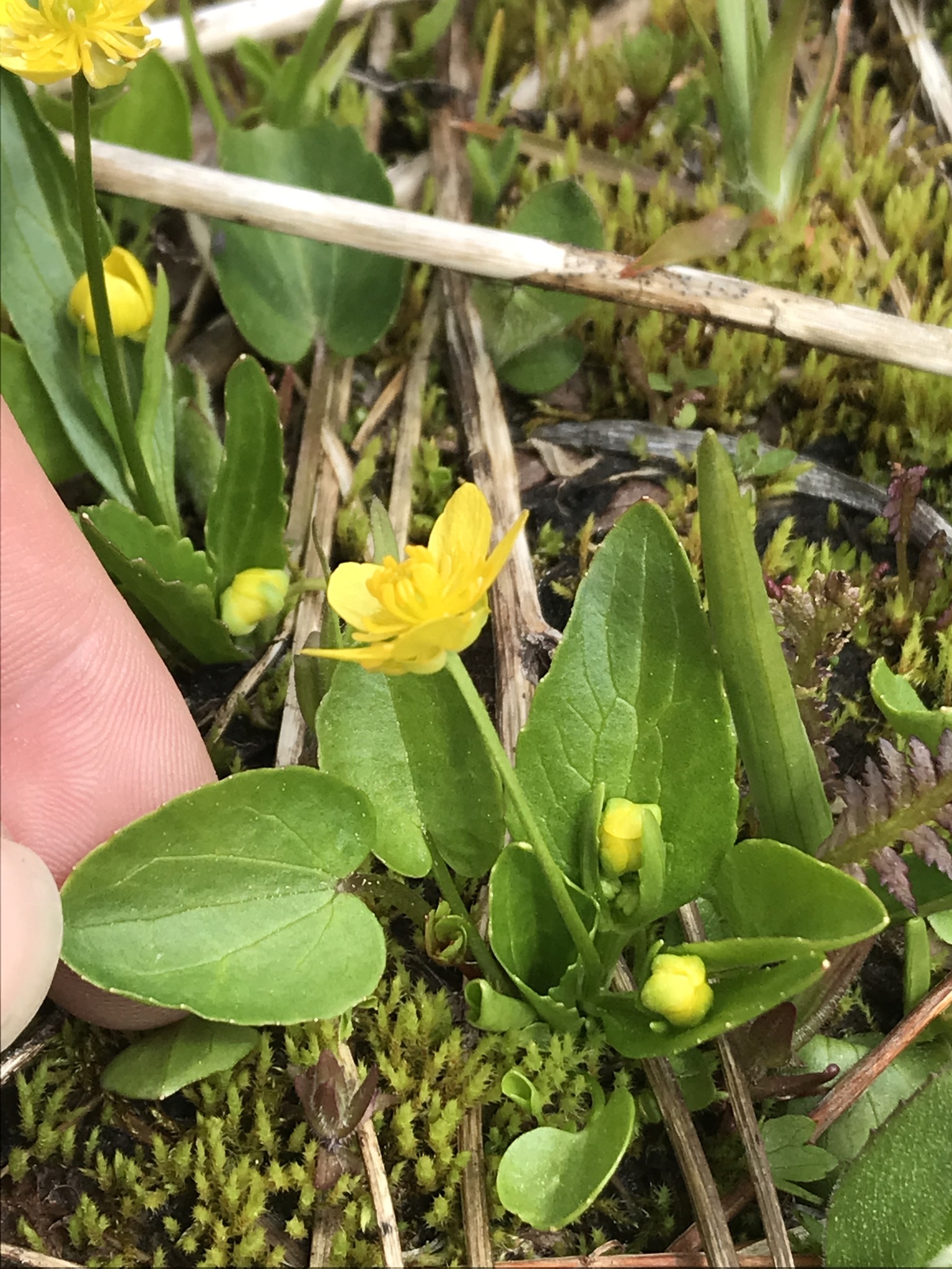 Ranunculus populago