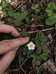 Fragaria cascadensis