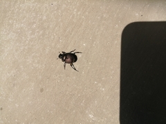 Canthon septemmaculatus
