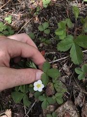 Fragaria cascadensis