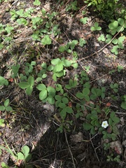 Fragaria cascadensis
