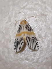 Indiania eccentropis