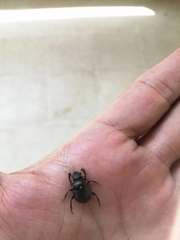 Canthon septemmaculatus