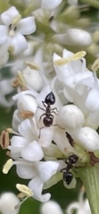 Crematogaster cerasi