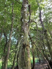 Tillandsia × floridana