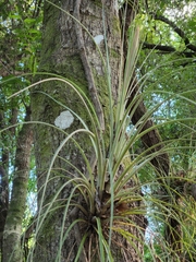 Tillandsia × floridana