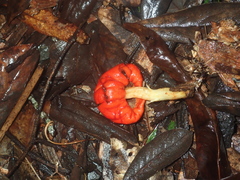 Leratiomyces erythrocephalus