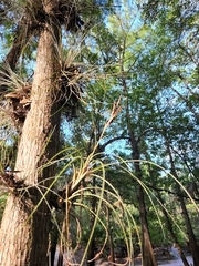 Tillandsia × floridana