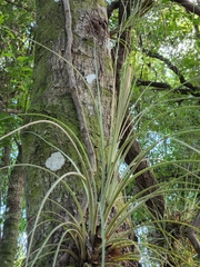 Tillandsia × floridana