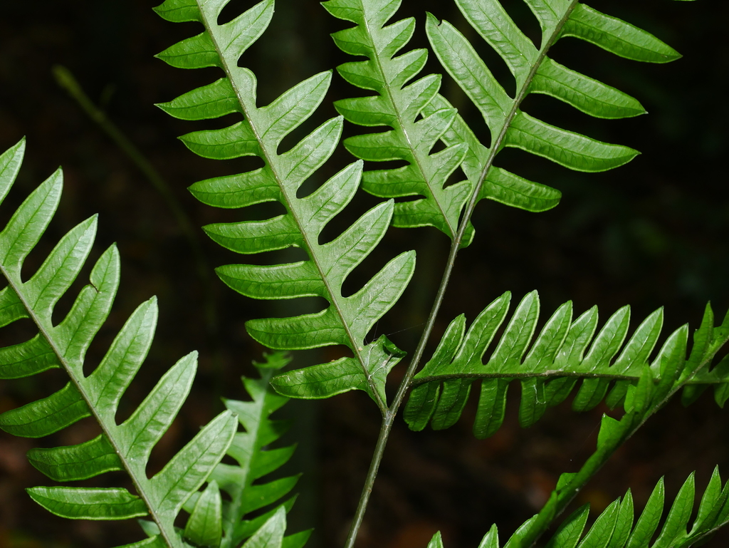 Pteris tokioi
