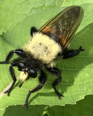 Laphria grossa