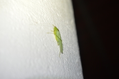 Anaulacomerina
