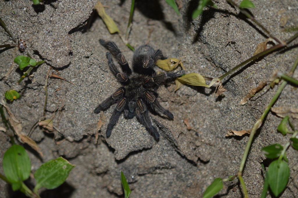 Thrixopelma supay