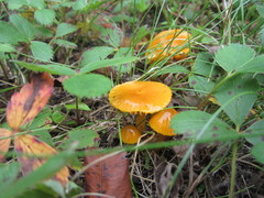 Gliophorus perplexus