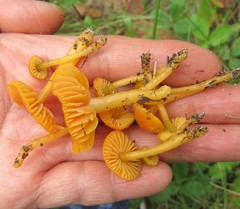 Gliophorus perplexus
