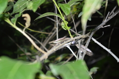 Oxybelis transandinus