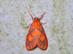 Ammatho roseororatus