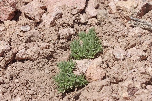 Phlox griseola ssp. griseola