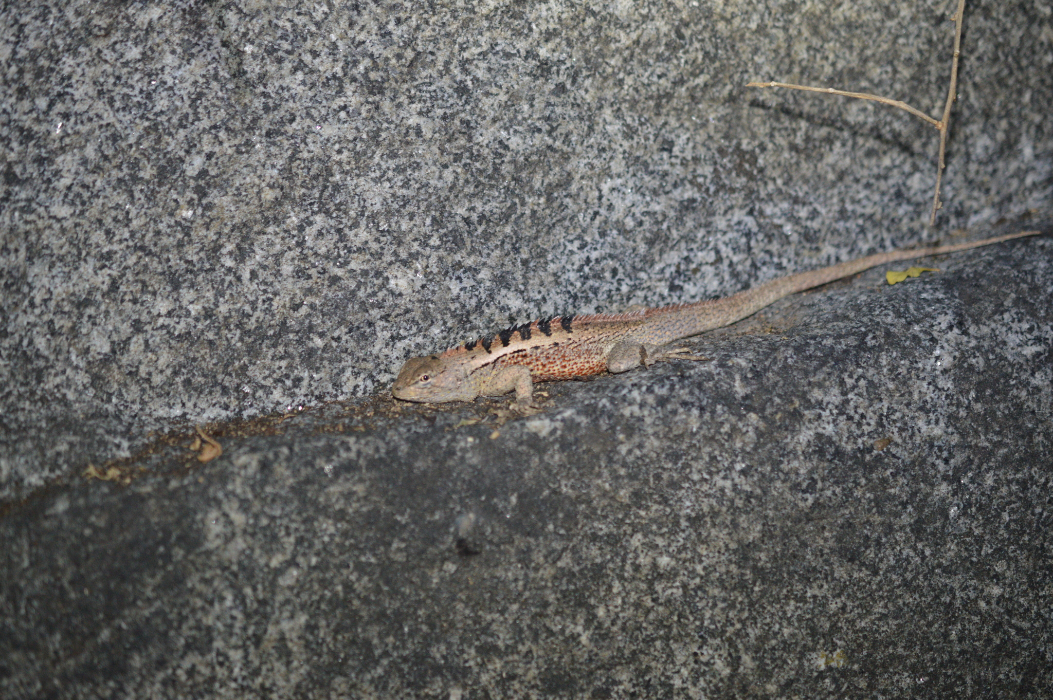 Microlophus image