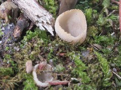 Tarzetta cupularis