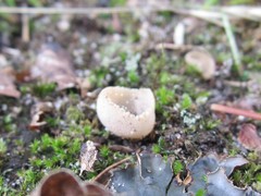Tarzetta cupularis